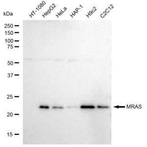 KD-Validated MRAS Rabbit mAb (20 μl)