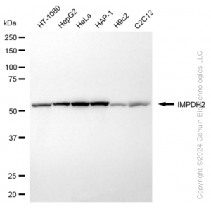 KD-Validated IMPDH2 Rabbit mAb (20 μl)