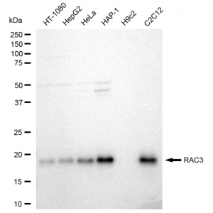KD-Validated RAC3 Rabbit mAb (20 μl)