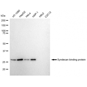 KD-Validated SDCBP Rabbit mAb (20 μl)