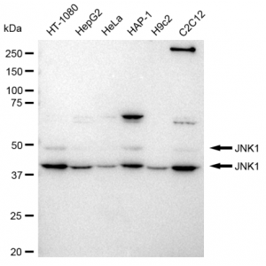 KD-Validated JNK1 Rabbit mAb (20 μl)