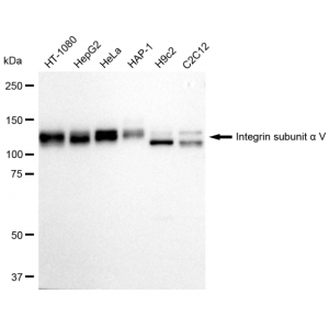 KD-Validated ITGAV Rabbit mAb (20 μl)