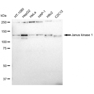 KD-Validated JAK1 Rabbit mAb (20 μl)