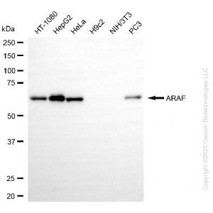 KD-Validated ARAF Rabbit mAb (20 μl)