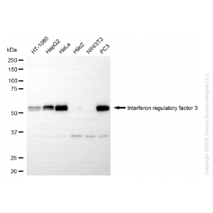 KD-Validated IRF3 Rabbit mAb (20 μl)