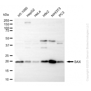 KD-Validated BAX Rabbit mAb (20 μl)