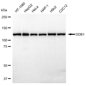 KD-Validated DDB1 Rabbit mAb (20 μl)
