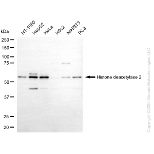 KD-Validated HDAC2 Mouse mAb (20 μl)