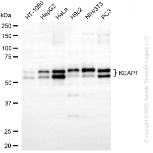 KD-Validated KEAP1 Mouse mAb (20 μl)