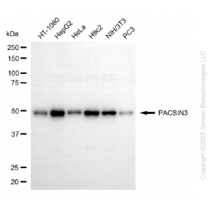 KD-Validated PACSIN3 Mouse mAb (20 μl)