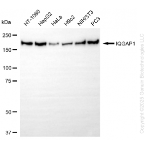 KD-Validated IQGAP1 Rabbit mAb (20 μl)