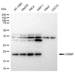 KD-Validated CIRBP Rabbit mAb (20 μl)