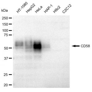 KD-Validated CD58 Rabbit mAb (20 μl)