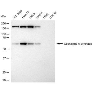 KD-Validated COASY Rabbit mAb (20 μl)