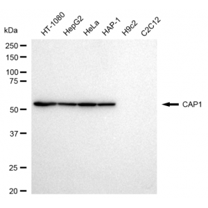 KD-Validated CAP1 Rabbit mAb (20 μl)