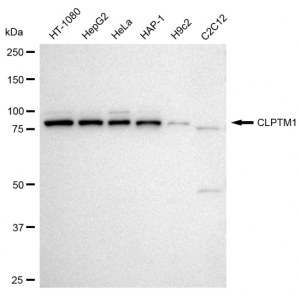 KD-Validated CLPTM1 Rabbit mAb (20 μl)