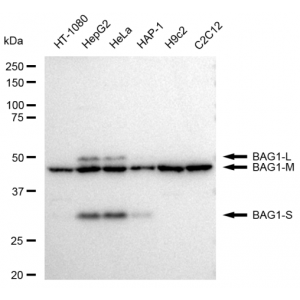 KD-Validated BAG1 Rabbit mAb (20 μl)