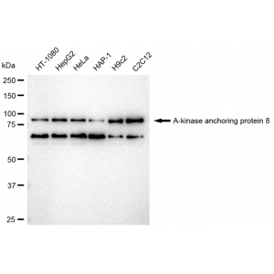 KD-Validated AKAP8 Rabbit mAb (20 μl)