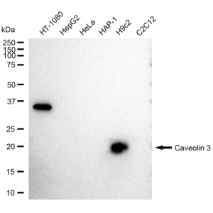 KD-Validated CAV3 Rabbit mAb (20 μl)