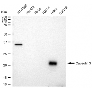 KD-Validated CAV3 Rabbit mAb (20 μl)
