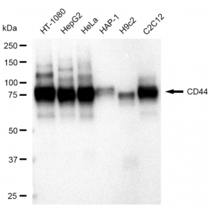 KD-Validated CD44 Rabbit mAb (20 μl)