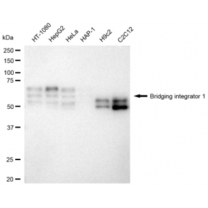 KD-Validated BIN1 Rabbit mAb (20 μl)