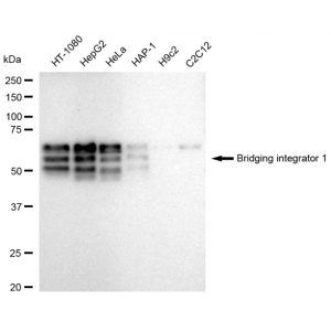 KD-Validated BIN1 Rabbit mAb (20 μl)
