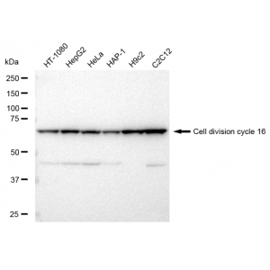 KD-Validated CDC16 Rabbit mAb (20 μl)
