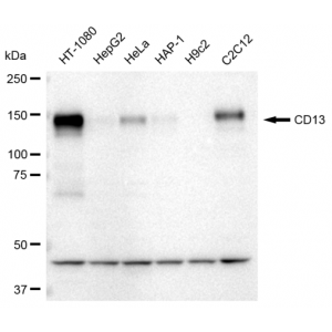 KD-Validated CD13 Rabbit mAb (20 μl)