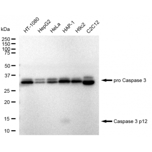 KD-Validated CASP3 Rabbit mAb (20 μl)