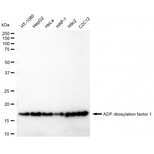 KD-Validated ARF1 Rabbit mAb (20 μl)