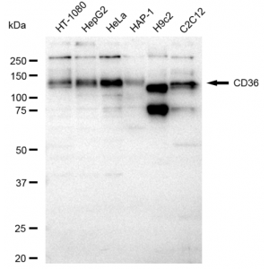 KD-Validated CD36 Rabbit mAb (20 μl)