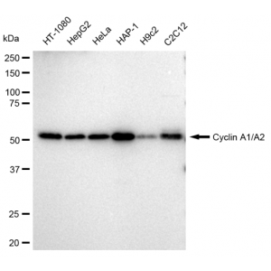 KD-Validated CCNA2 Rabbit mAb (20 μl)