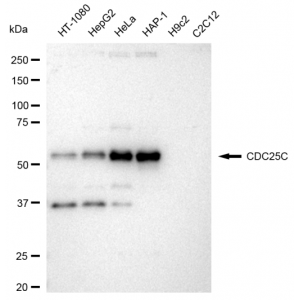 KD-Validated CDC25C Rabbit mAb (20 μl)