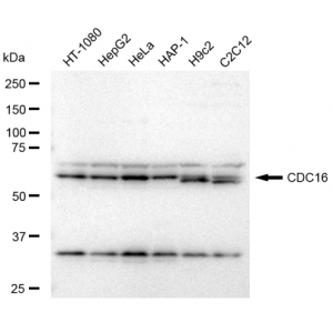 KD-Validated CDC16 Rabbit mAb (20 μl)