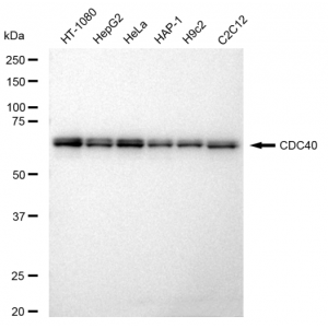 KD-Validated CDC40 Rabbit mAb (20 μl)