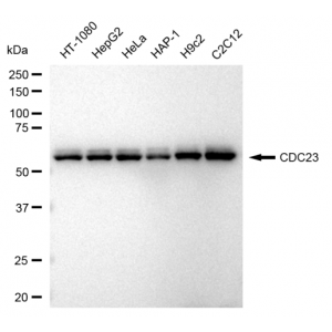 KD-Validated CDC23 Rabbit mAb (20 μl)