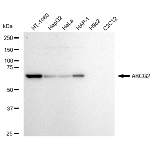 KD-Validated ABCG2 Rabbit mAb (20 μl)
