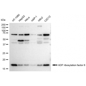 KD-Validated ARF6 Rabbit mAb (20 μl)