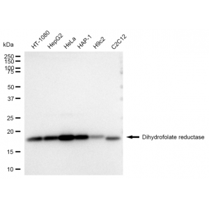 KD-Validated DHFR Rabbit mAb (20 μl)