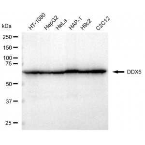 KD-Validated DDX5 Rabbit mAb (20 μl)