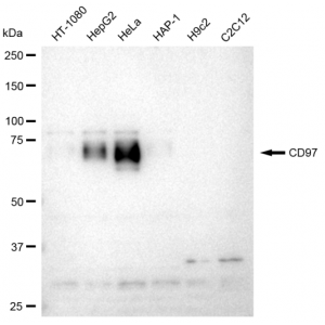 KD-Validated CD97 Rabbit mAb (20 μl)