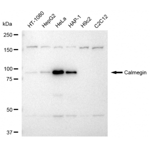 KD-Validated CLGN Rabbit mAb (20 μl)