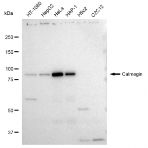 KD-Validated CLGN Rabbit mAb (20 μl)