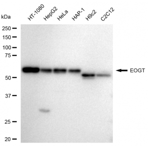 KD-Validated EOGT Rabbit mAb (20 μl)