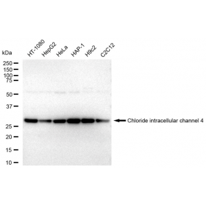 KD-Validated CLIC4 Rabbit mAb (20 μl)