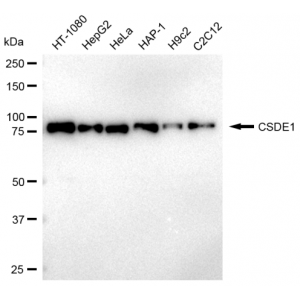 KD-Validated CSDE1 Rabbit mAb (20 μl)