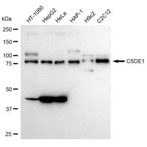KD-Validated CSDE1 Rabbit mAb (20 μl)