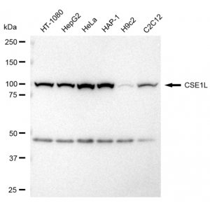 KD-Validated CSE1L Rabbit mAb (20 μl)