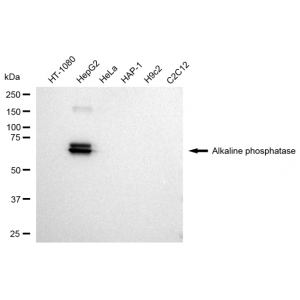 KD-Validated ALPI Rabbit mAb (20 μl)